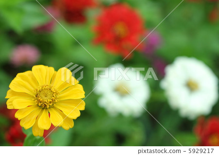 Cute blooming yellow parasitary 5929217