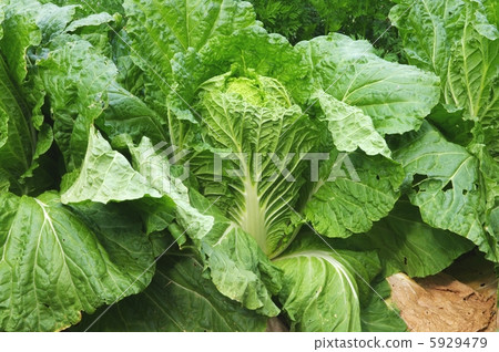 Chinese cabbage of chinese cabbage field Chinese cabbage of chinese cabbage field 5929479