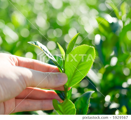 Tea leaves Tea leaves 5929567