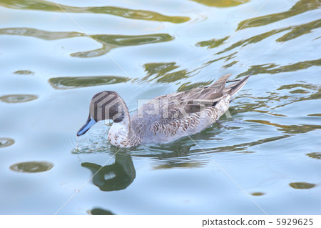 小長鴨 小長鴨 5929625