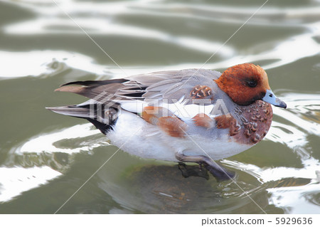 Hydrigamo Hydrigamo 5929636
