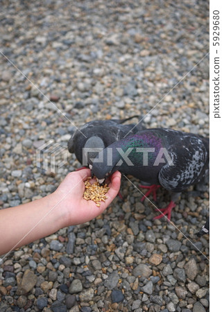 鴿子吃的食物 5929680