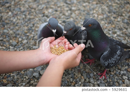 鴿子吃的食物 5929681