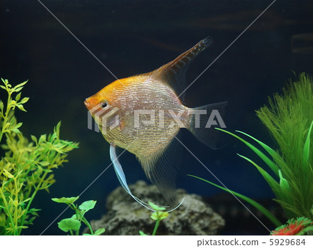 Angelfish Angelfish 5929684