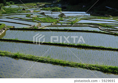 One thousand sheets of Yotsuya in Shinshiro-shi 5929691