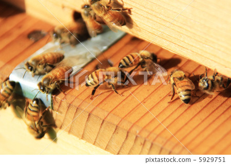 Honeybee that adjusts the temperature of the nest 5929751
