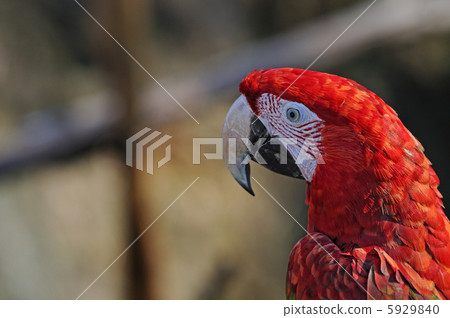 Scarlet macaw Scarlet macaw 5929840