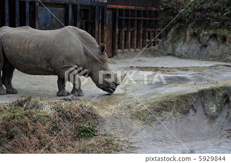 犀牛肖像 5929844