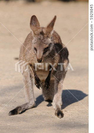 Kangaroo 5929845