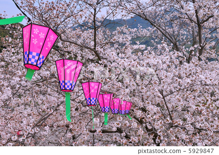 Hanami燈籠 5929847