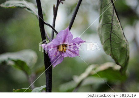 茄子花 5930119