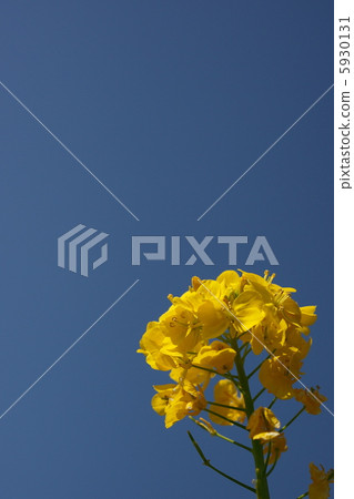 Rape blossoms under fine weather 5930131