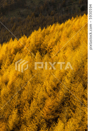 Autumn leaves of Shinshu Karasumatsu Autumn leaves of Shinshu Karasumatsu 5930594