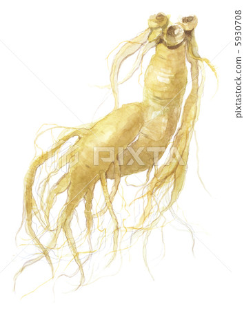 Ginseng carrot carrot 5930708
