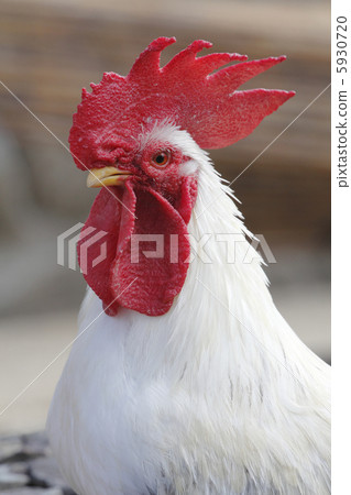 Chicken Chabo 5930720