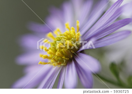 Nogue Chrysanthemum Nogue Chrysanthemum 5930725