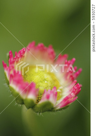 Hinaguro daisy 5930727