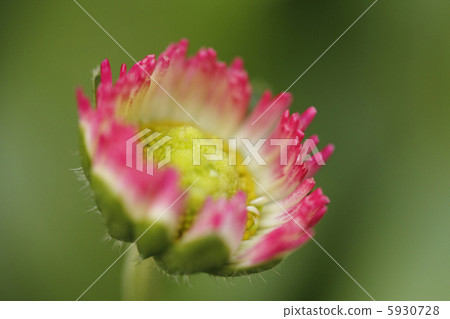 Hinaguro daisy Hinaguro daisy 5930728