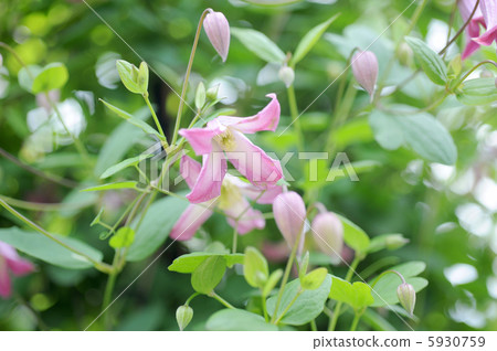 特雷弗勞倫斯爵士 5930759