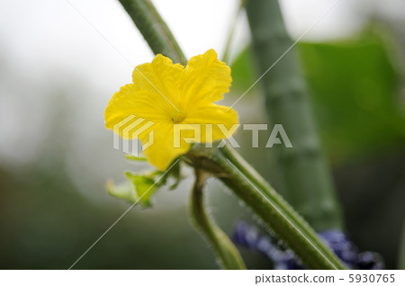 Cucumber flowers 5930765