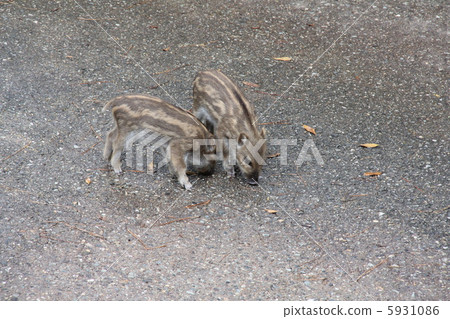 野豬寶寶（尿） 5931086