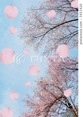 Cherry Blossoms Cherry Blossoms 5931420