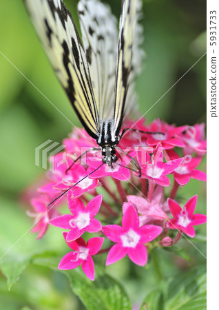 A paradise of a butterfly A paradise of a butterfly 5931733