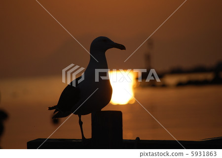 Seas and seagulls at dusk 5931863