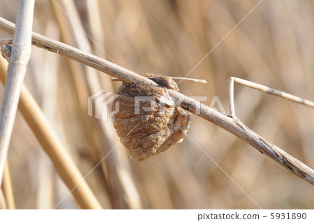 螳螂蛋 螳螂蛋 5931890