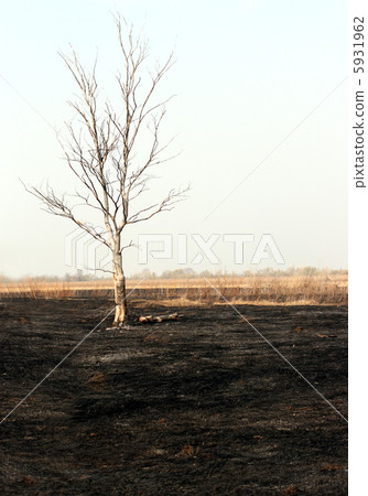 dry tree in burnt steppe 5931962