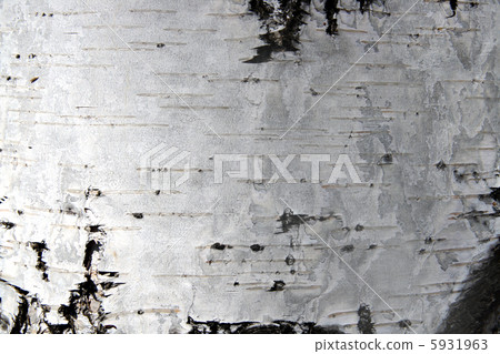 birch trunk bark 5931963