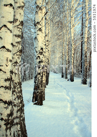 small path in winter wood small path in winter wood 5931974