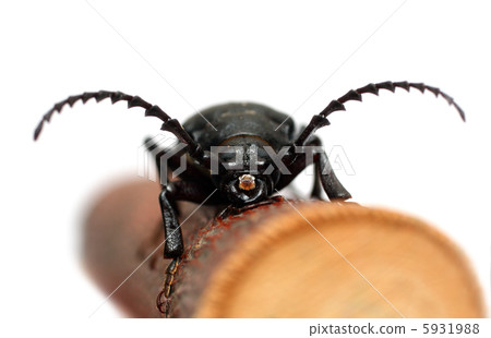 large black beetle 5931988