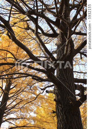 Autumn leaves Autumn leaves 5932155