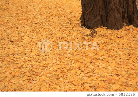 Autumn leaves Autumn leaves 5932156