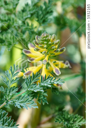 I am Huang Hua Kikeman. Flowers and buds? I am Huang Hua Kikeman. Flowers and buds? 5932165