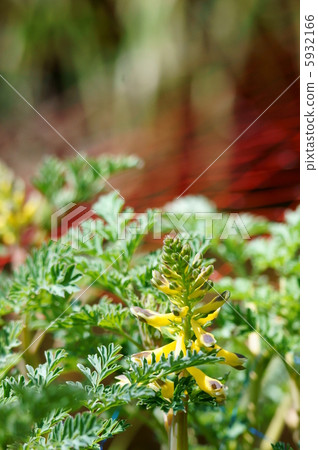 我是黃華凱克曼。我愛水邊。 5932166