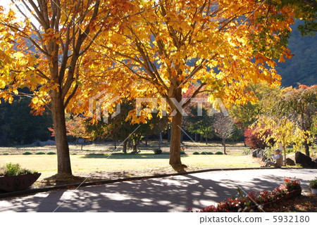 野生鳥類森林秋葉 野生鳥類森林秋葉 5932180