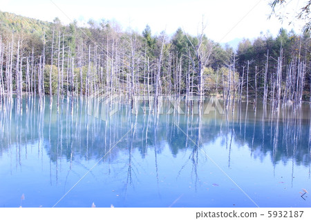 美瑛的藍塘 5932187