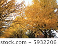 Autumn leaves 5932206