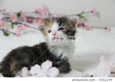 一隻小貓 一隻小貓 5932244