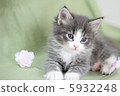 A kitten 5932248