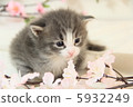 A kitten 5932249