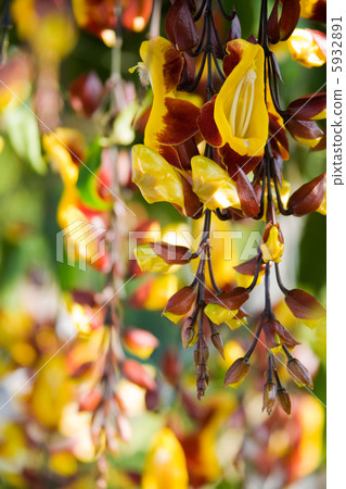 Colorful tree flowers and catkins Colorful tree flowers and catkins 5932891
