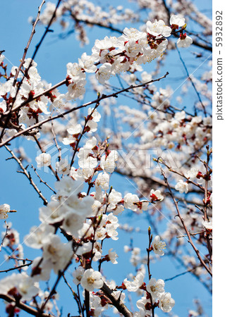 apricot tree over blue sky apricot tree over blue sky 5932892