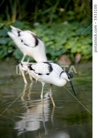 Pied feathered avocet birds 5933100