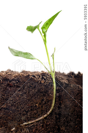 Roots Roots 5933391