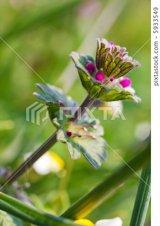 Cardamine wild flower 5933549