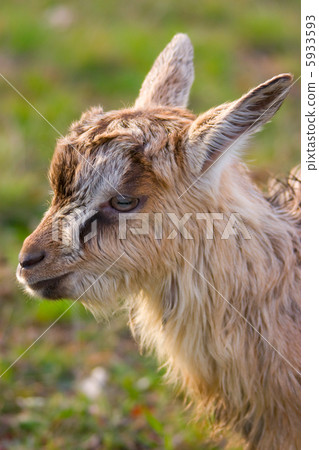 A little goat head 5933593