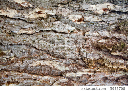 Patch of aged tree bark 5933708